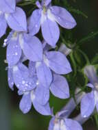 Слика од Lobelia siphilitica L.