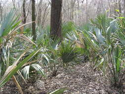 Image of dwarf palmetto