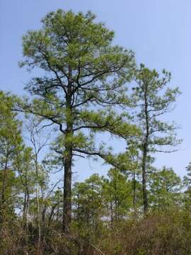 Image of Loblolly Pine