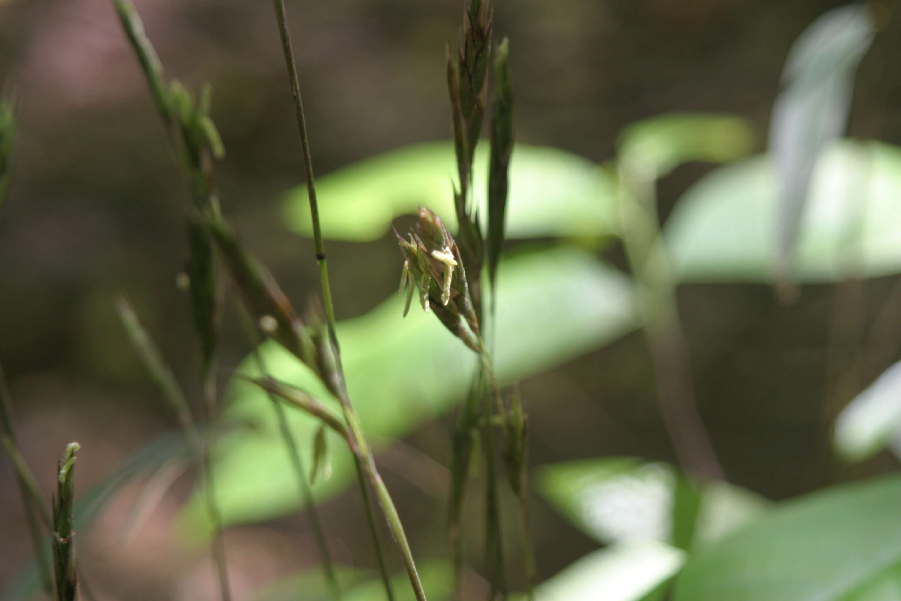 Image of giant cane