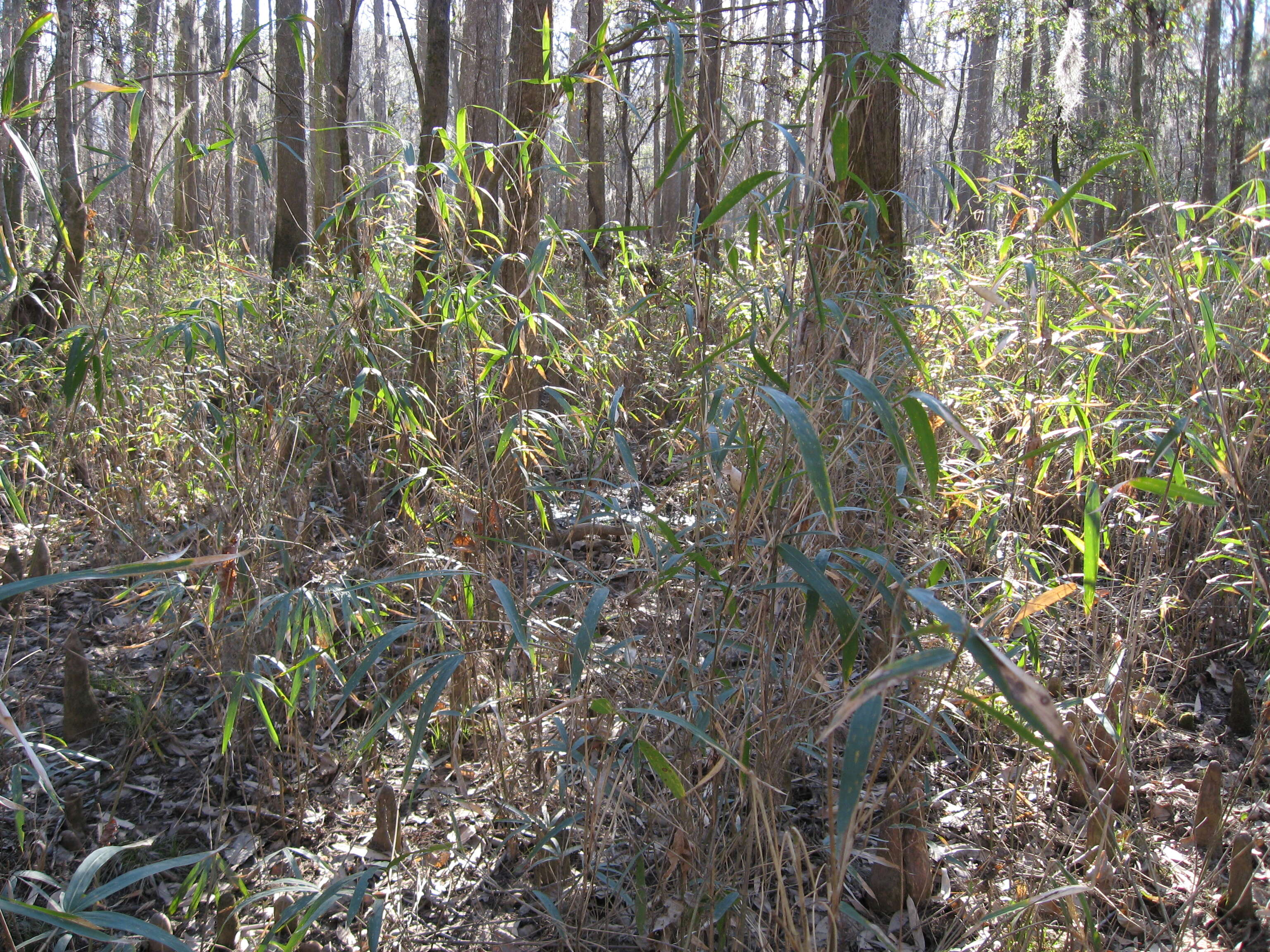 Image of giant cane