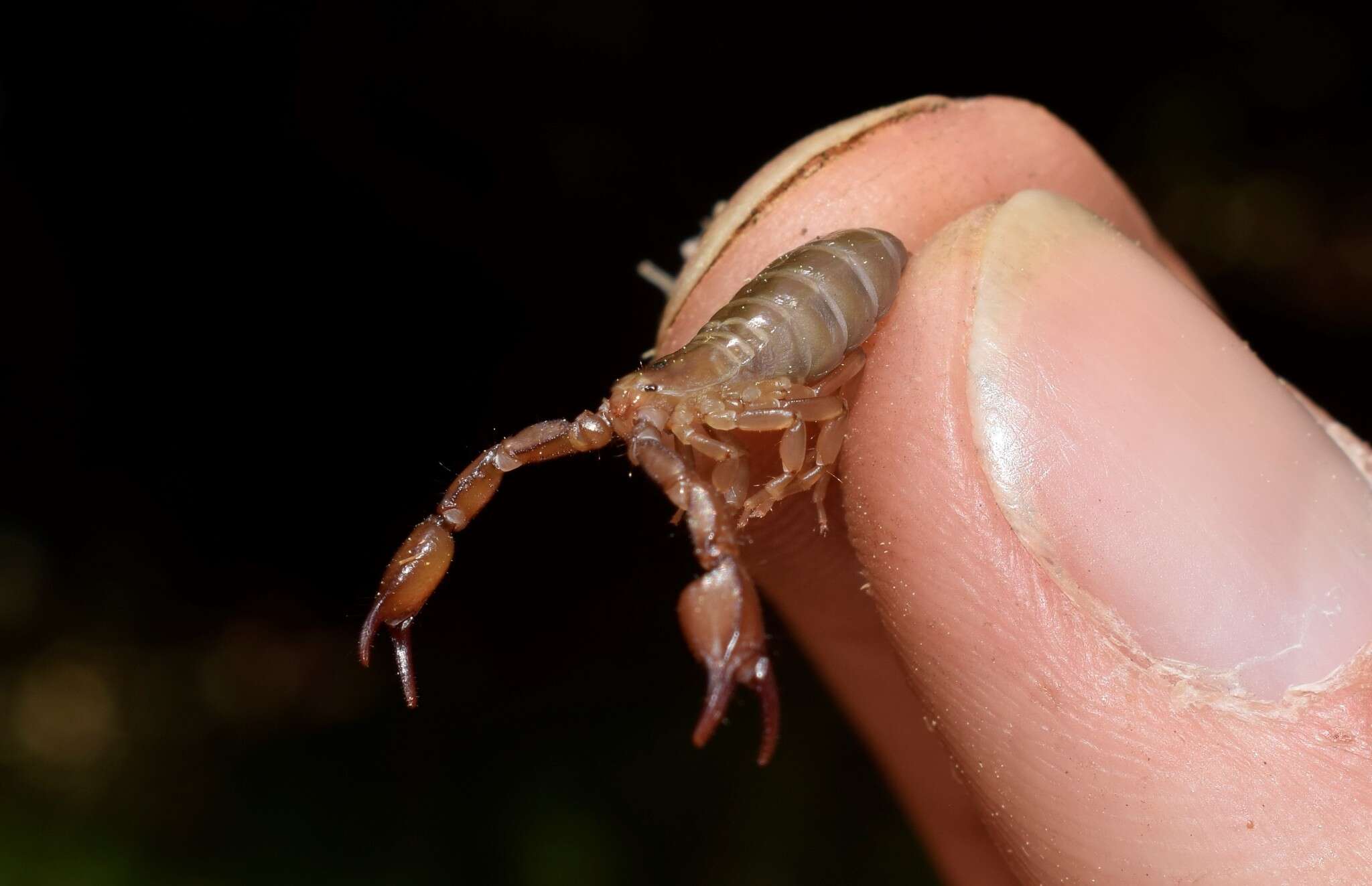 Euscorpius lesbiacus Tropea, Fet, Parmakelis, Kotsakiozi, Stathi & Zafeiriou 2020 resmi