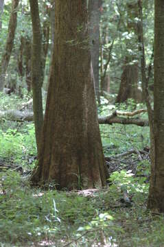 Image of tupelogum