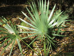 Image of dwarf palmetto