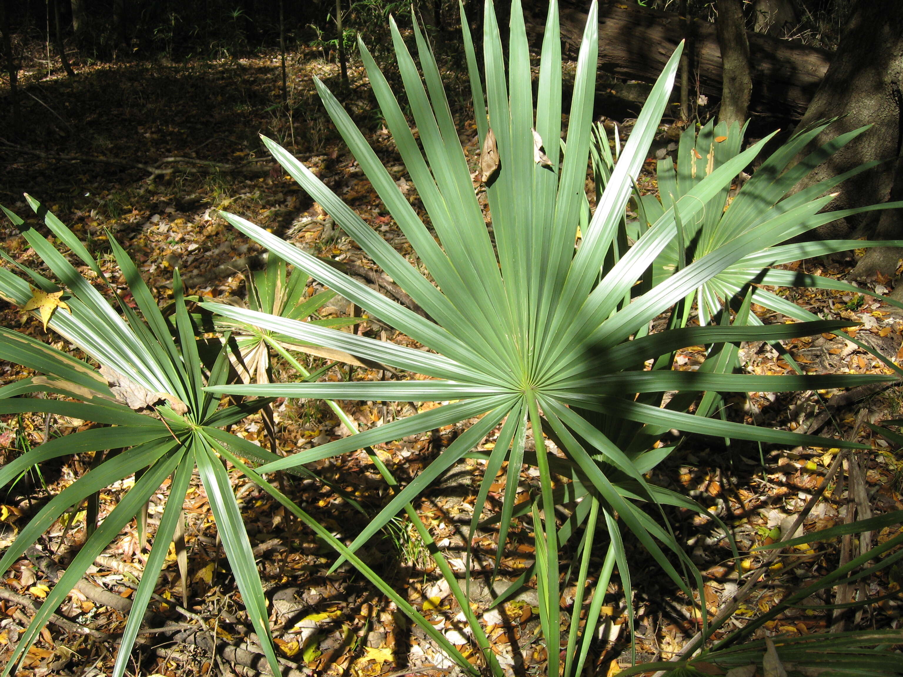 Image of dwarf palmetto