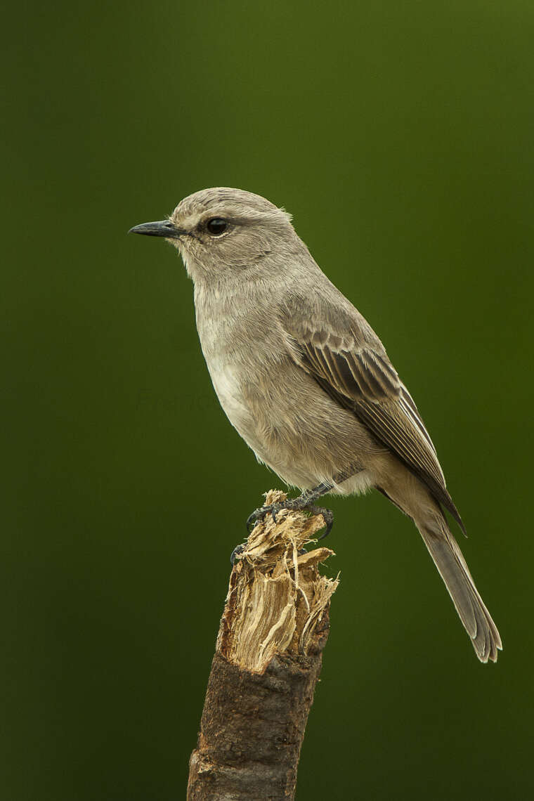 Слика од Bradornis pallidus