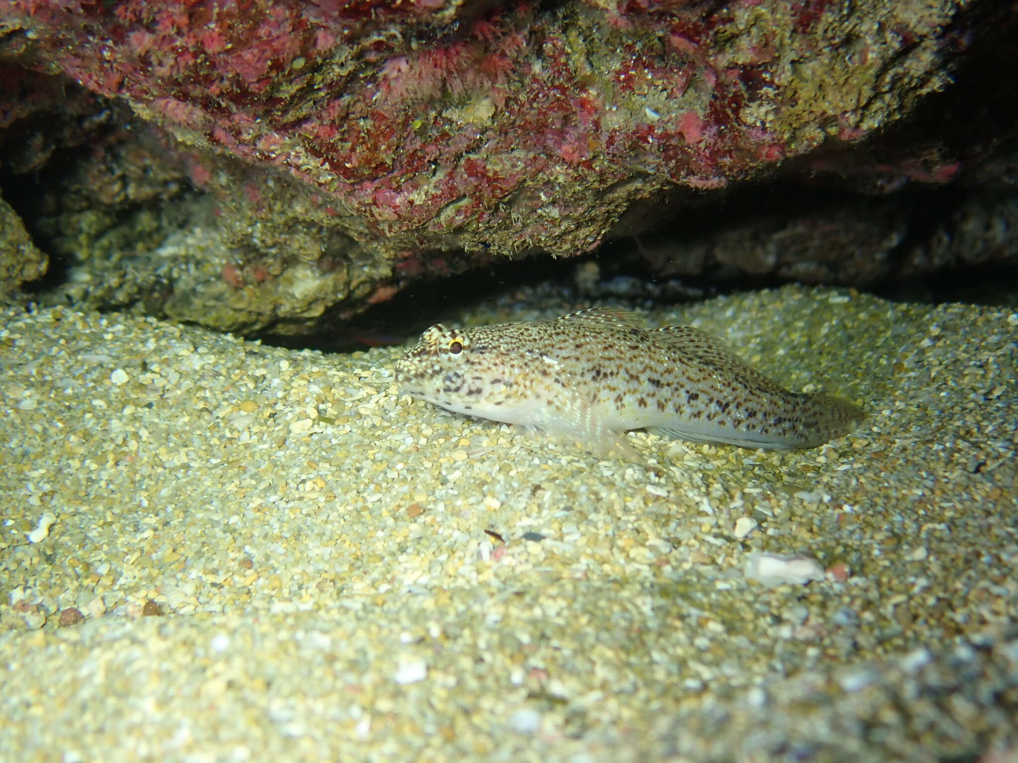 Image of Incognito Goby