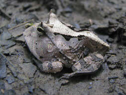 Image of Amazonian Horned Frog