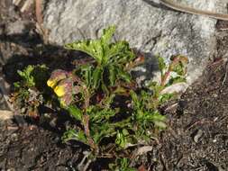 Plancia ëd Hermannia grossularifolia L.