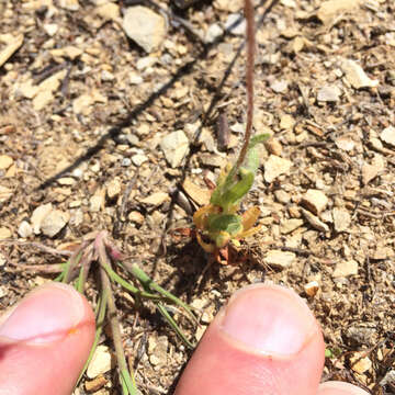 Image of Platystemon californicus Benth.