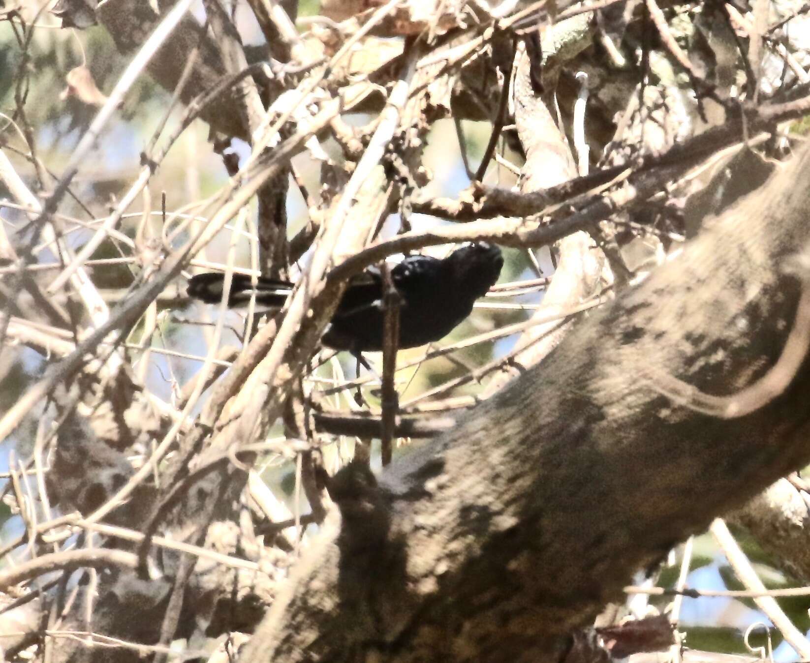 Image of Black-bellied Antwren