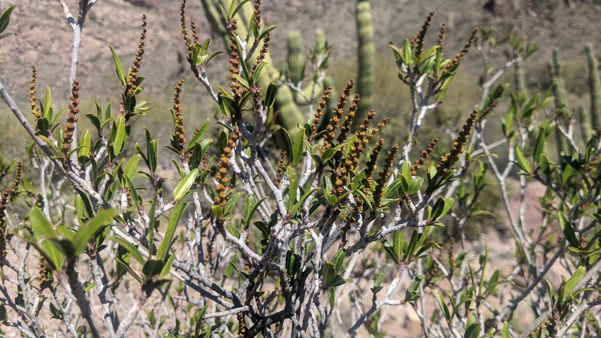 Imagem de Pleradenophora bilocularis (S. Watson) Esser & A. L. Melo