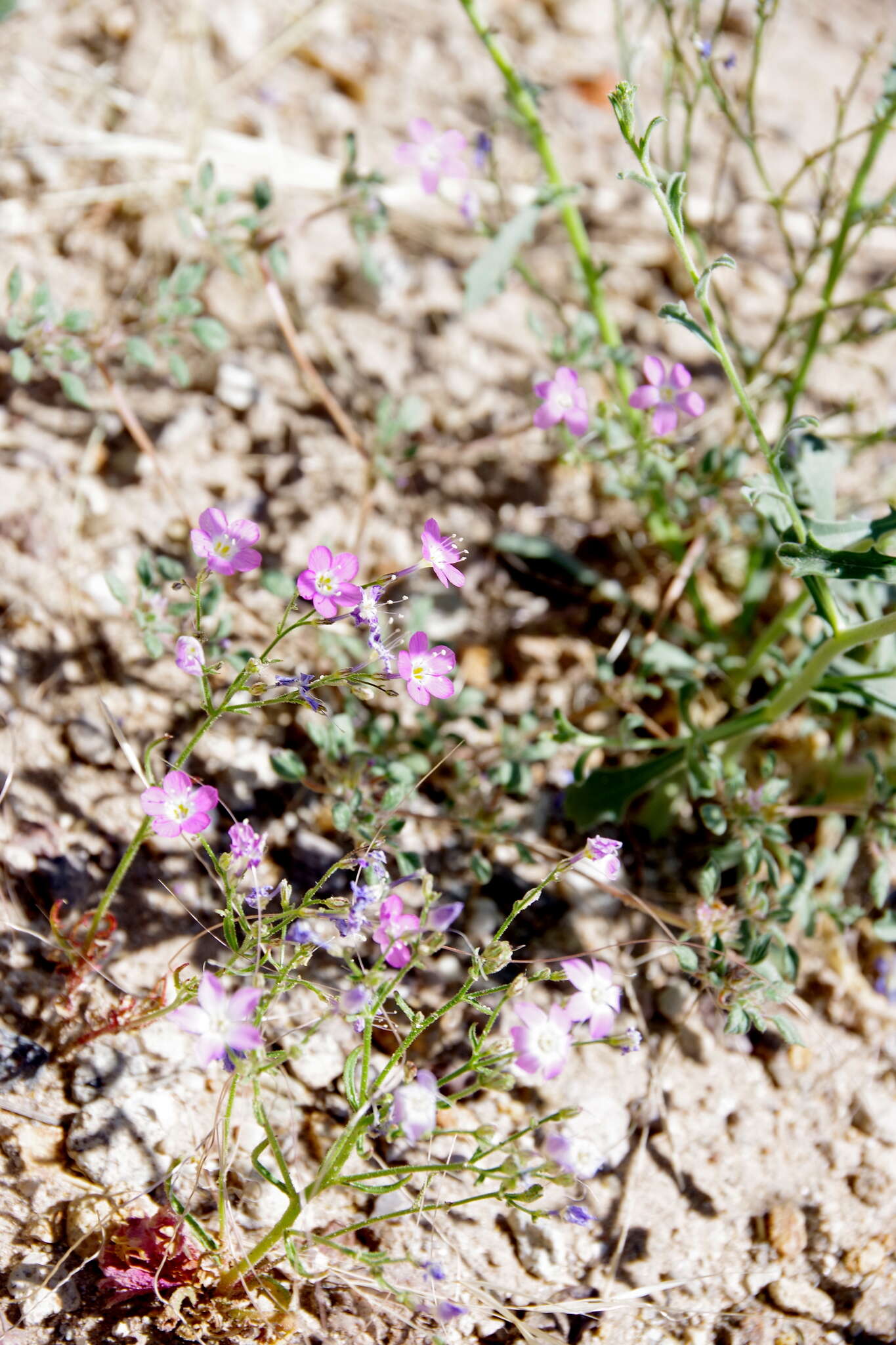 Image of cactus flat gilia