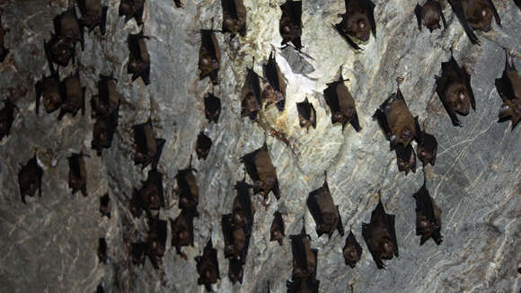 Image of Great Himalayan Leaf-nosed Bat