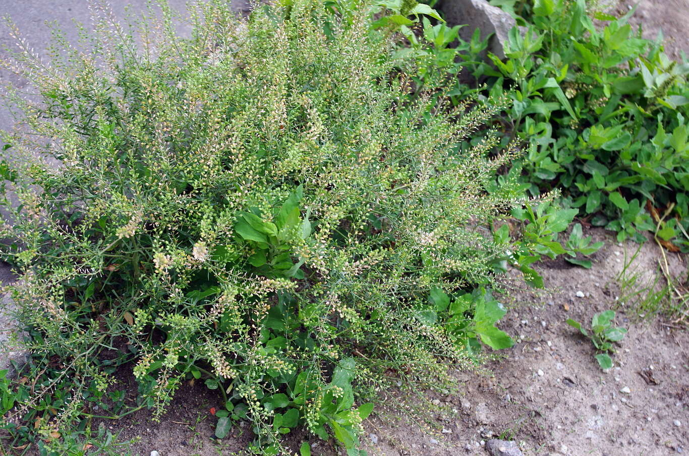 Image of narrow-leaved pepperwort