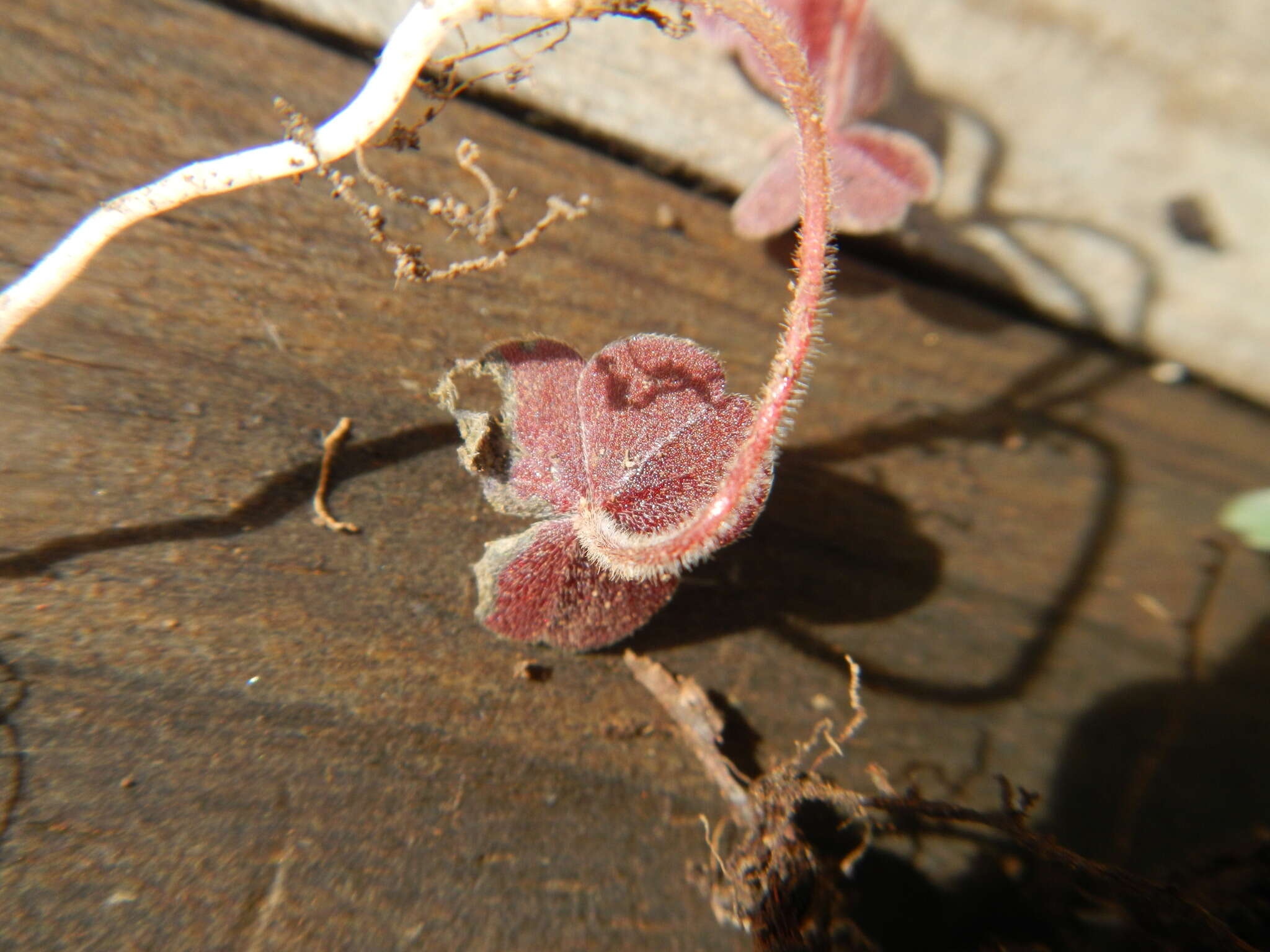 Image of Oxalis eckloniana C. Presl