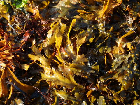 Image of toothed wrack