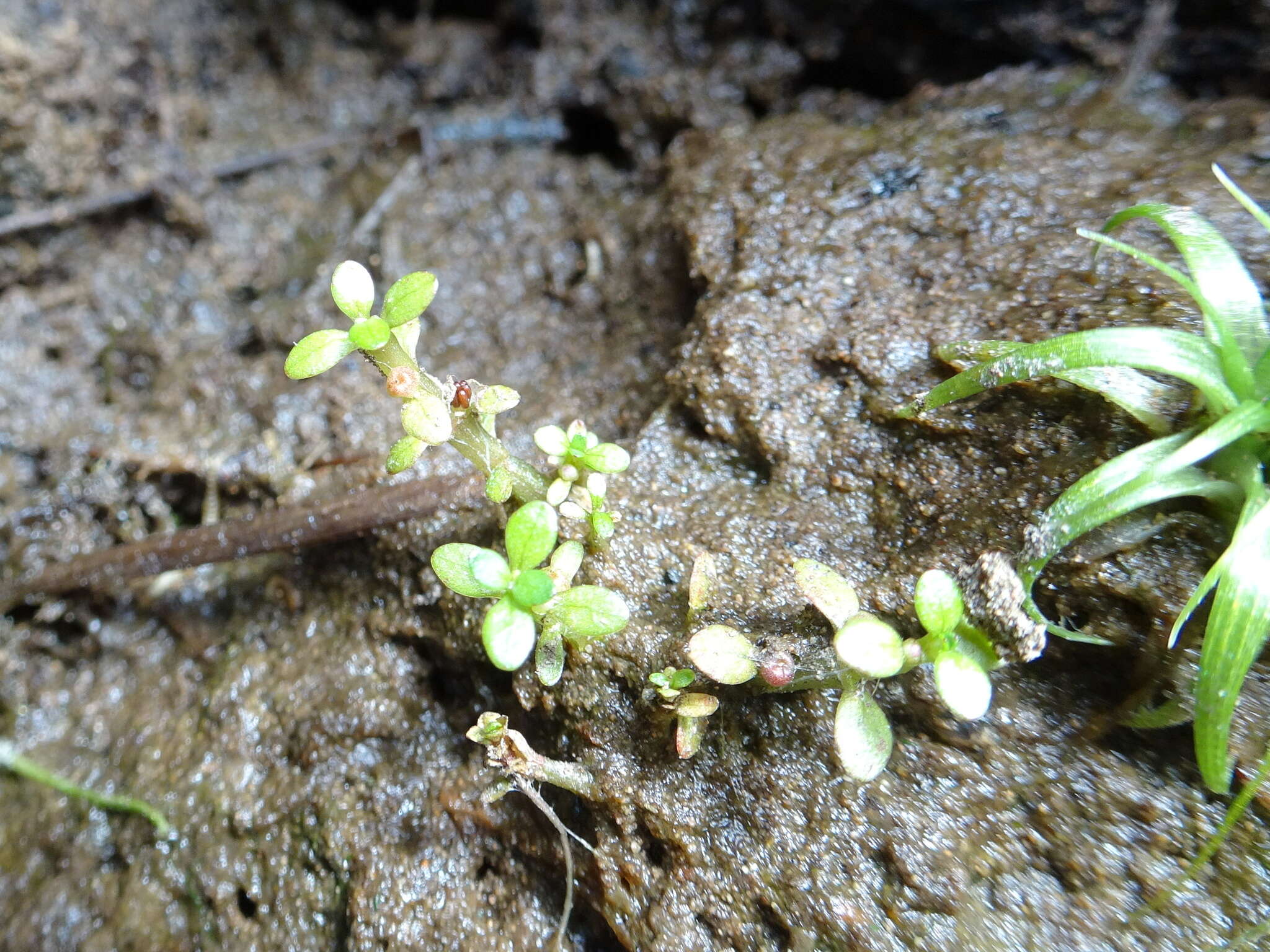 Image of small waterwort