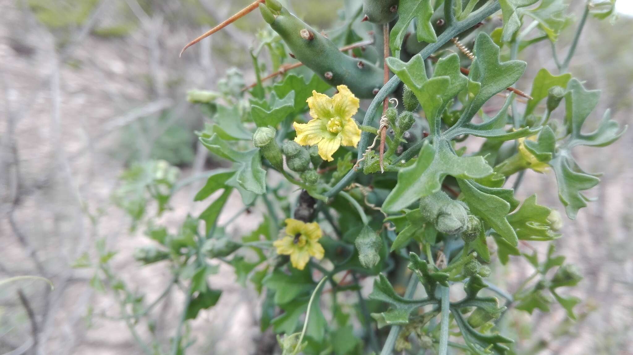 Image of slimlobe globeberry