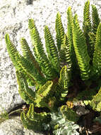 Image of Polystichum andinum Phil.