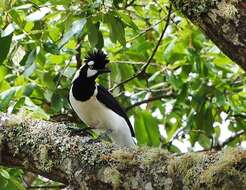 Imagem de Cyanocorax dickeyi Moore & RT 1935