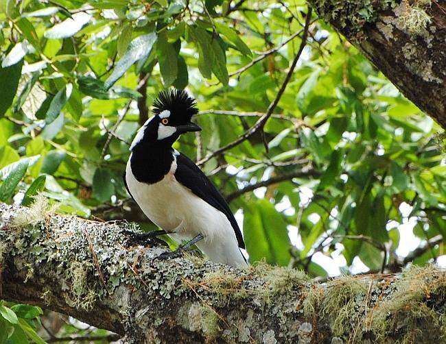 Imagem de Cyanocorax dickeyi Moore & RT 1935