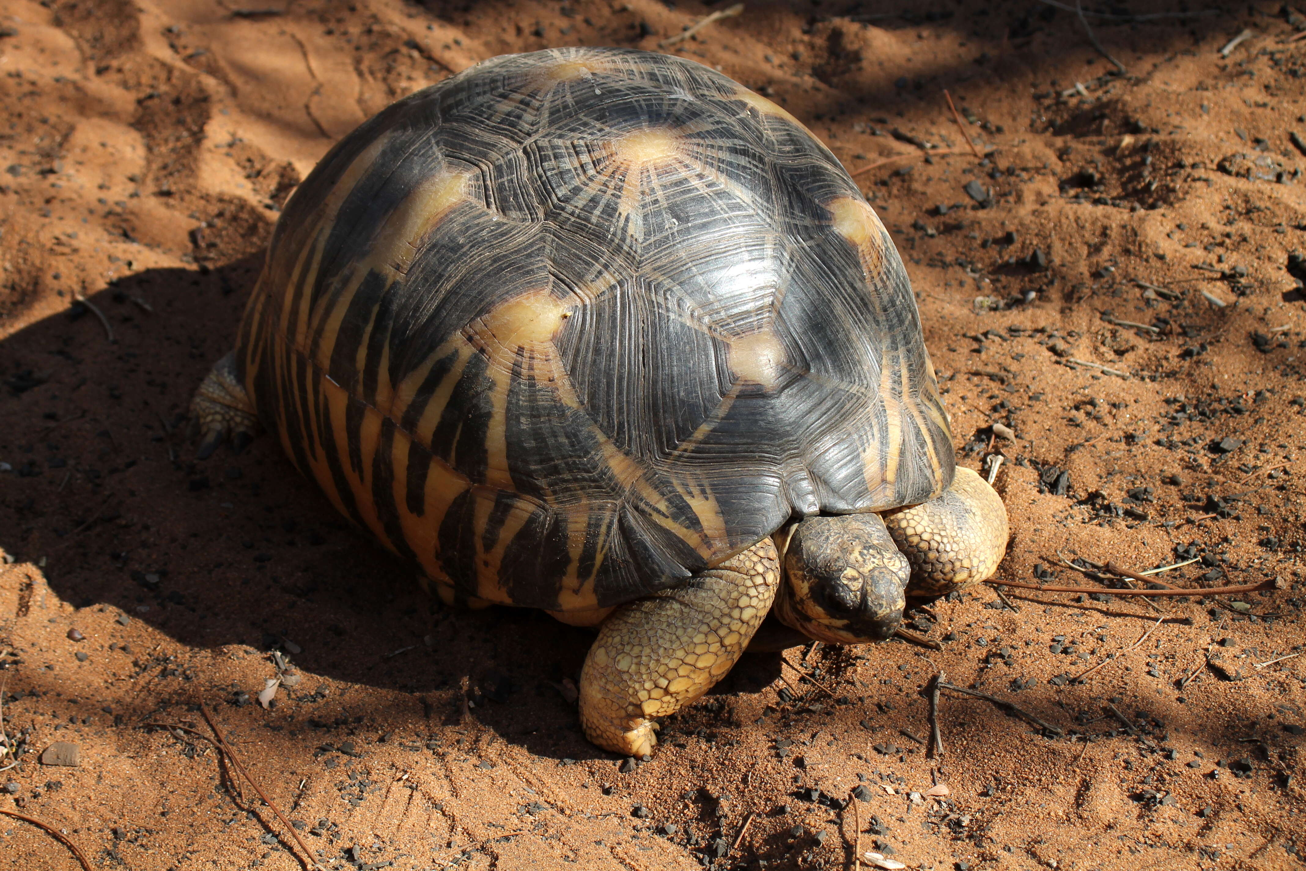 Image of Radiated Tortoise