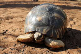 Image of Radiated Tortoise