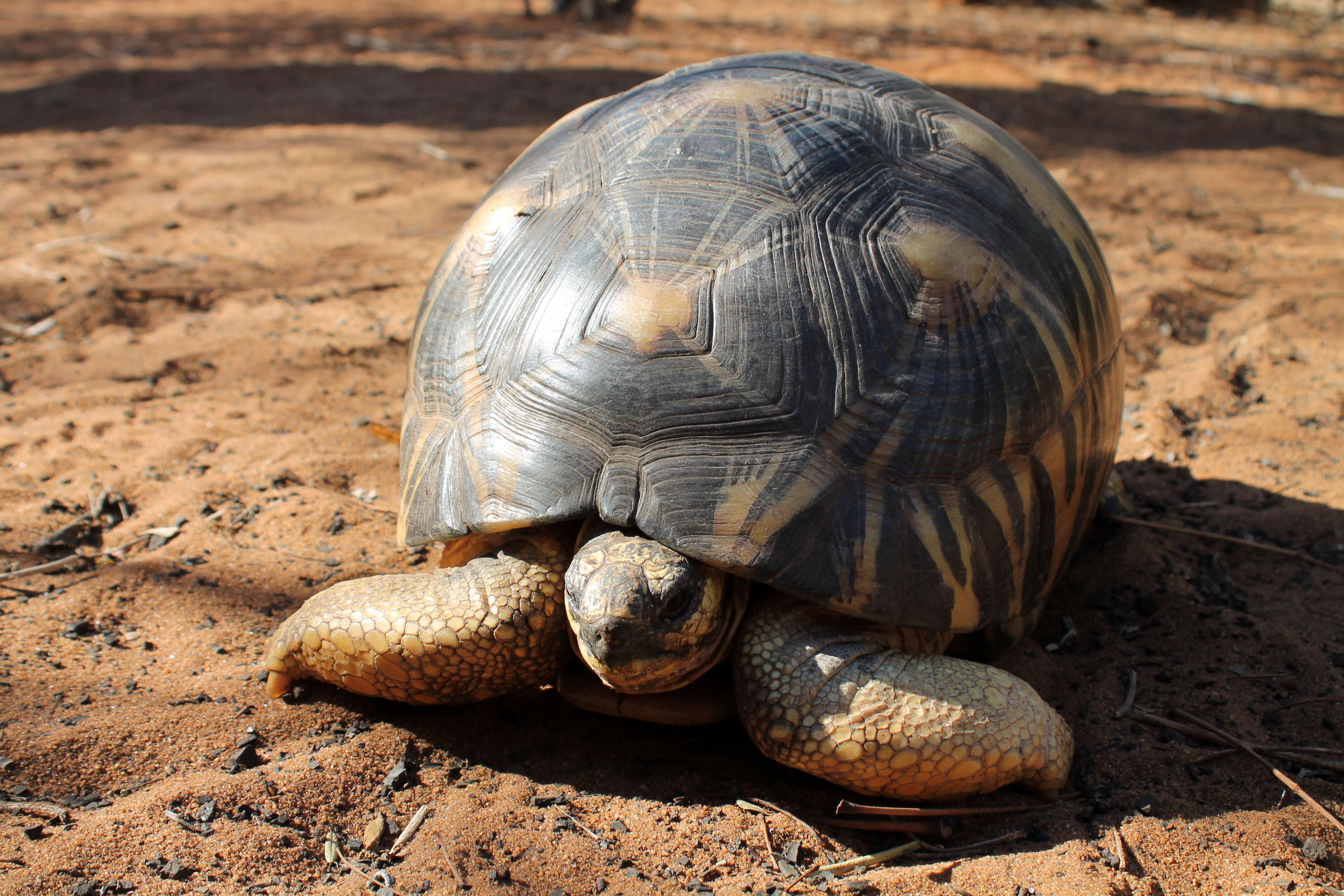 Image of Radiated Tortoise