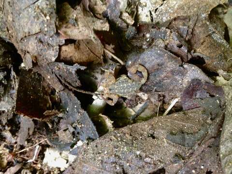 Image of Tityus tayrona Lourenço 1991