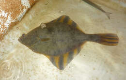 Image of Starry Flounder