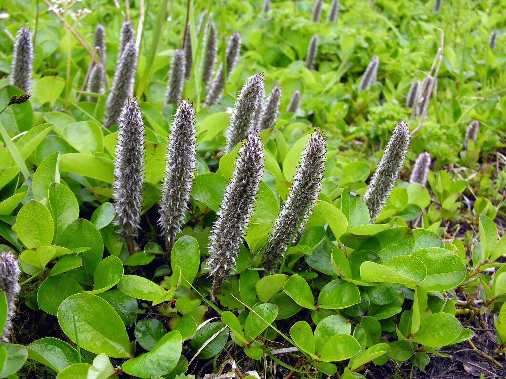 Salix chamissonis Anderss.的圖片