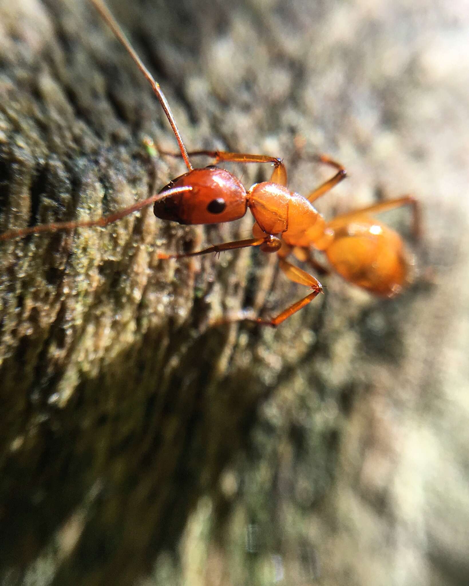 Image of Camponotus castaneus (Latreille 1802)