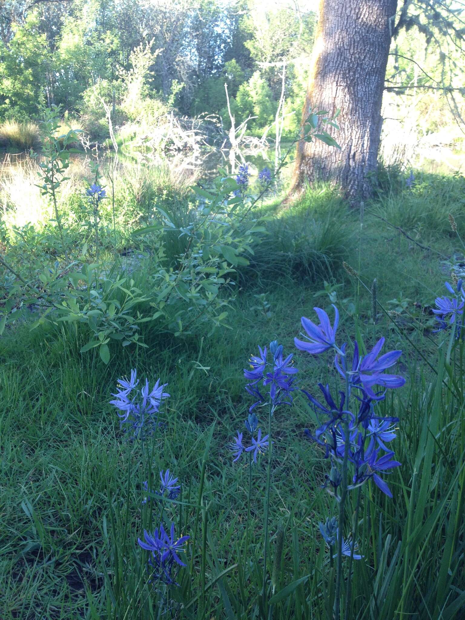 Image of large camas