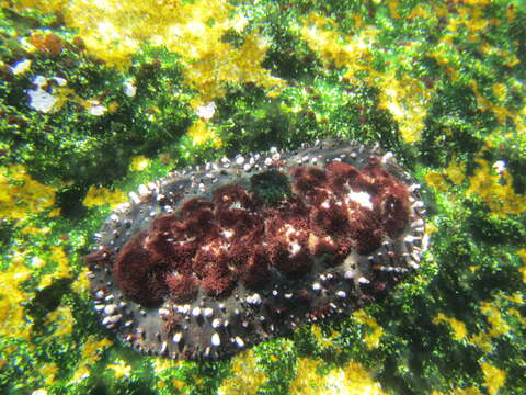 Image of Acanthopleura echinata (Barnes 1824)