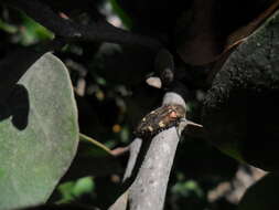 Image of Acmaeodera prorsa Fall 1899