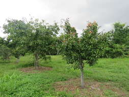 Imagem de Platonia esculenta (Arruda) Rickett & Stafleu