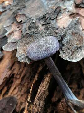 Image of Entoloma occidentale (Murrill) Blanco-Dios 2015