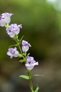 Image of bellflower beardtongue