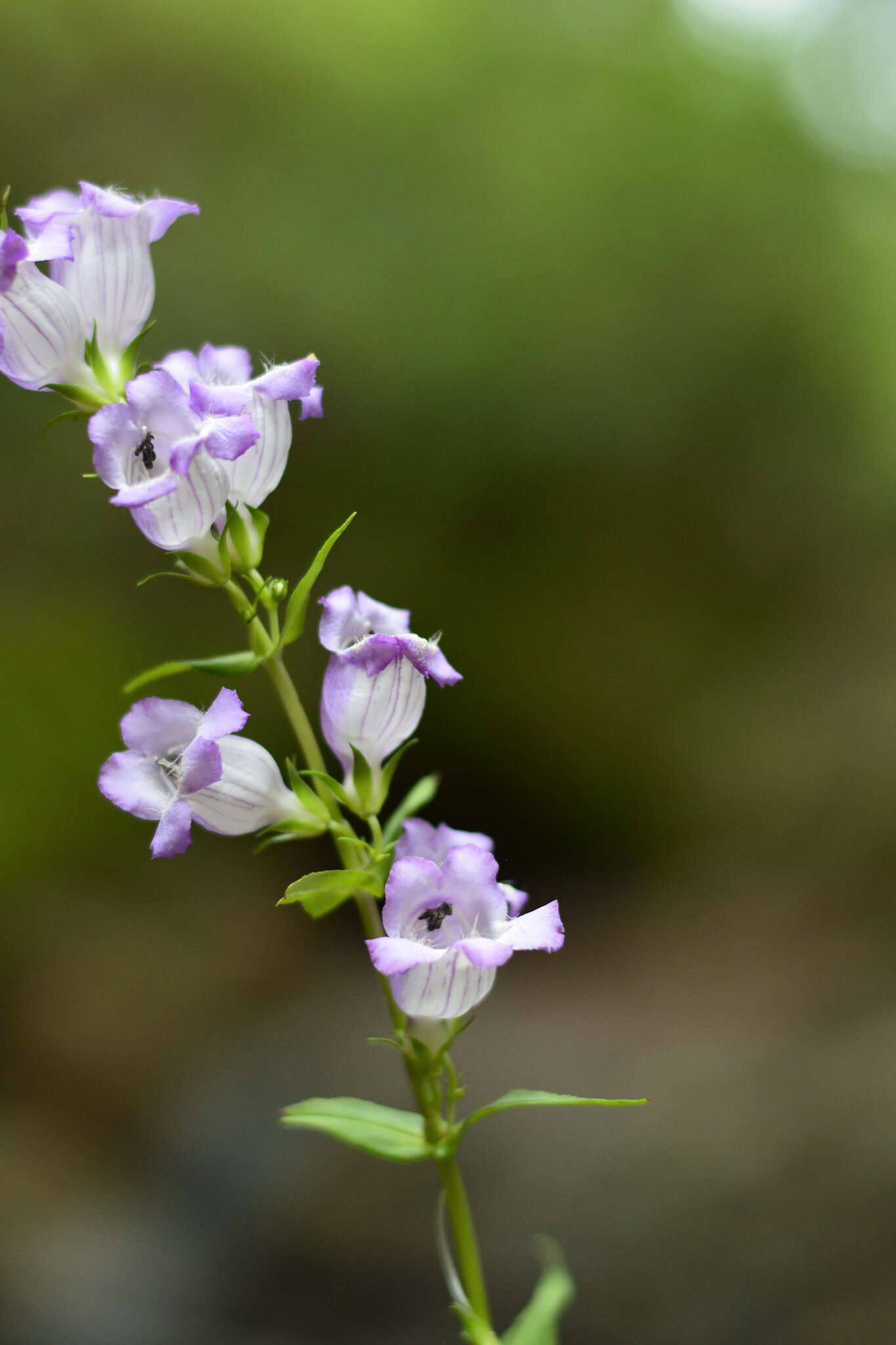 Image of bellflower beardtongue