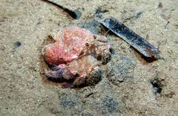 Image of Prideaux's hermit crab