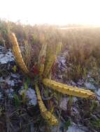 Image de Cereus fernambucensis subsp. fernambucensis