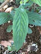 Imagem de Ruellia jussieuoides Schltdl.