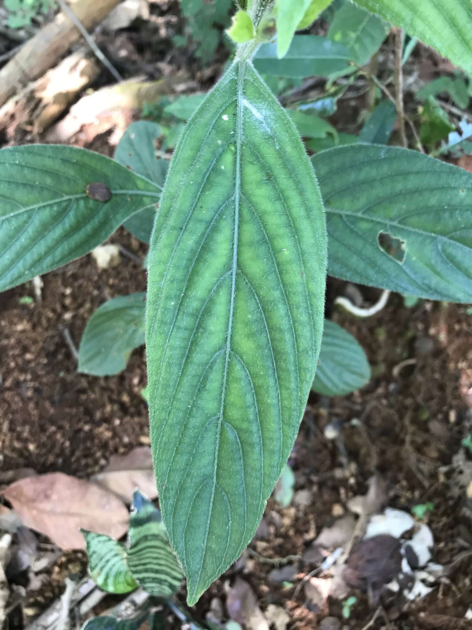 Ruellia jussieuoides Schltdl.的圖片