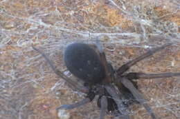 Image of Cribellate spider
