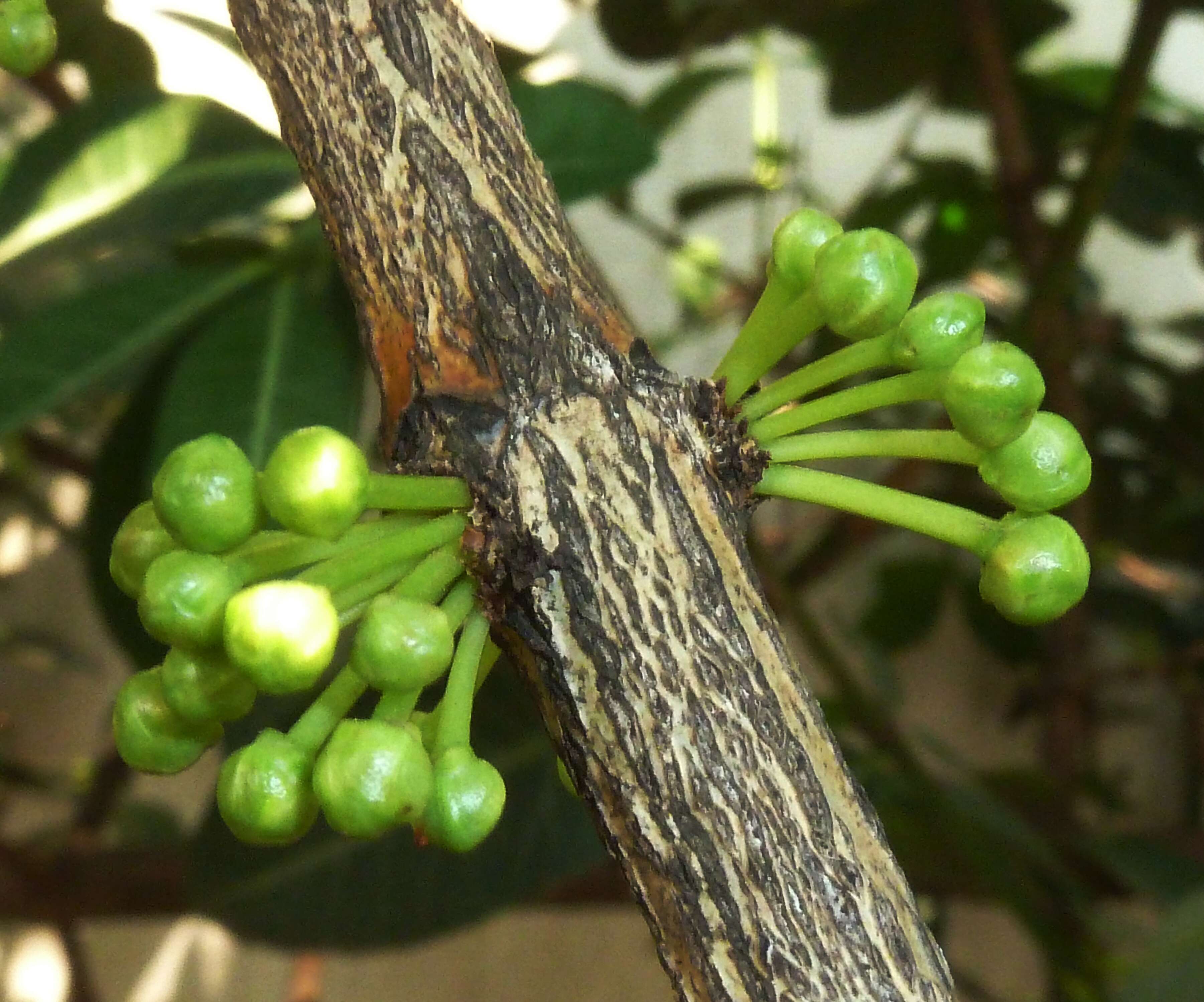 Image of African Mangosteen