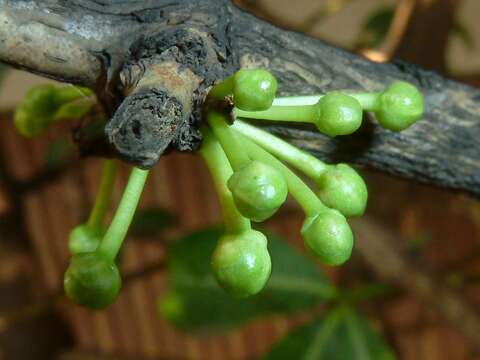 Image of African Mangosteen