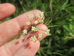 Image of bulblet-bearing water hemlock