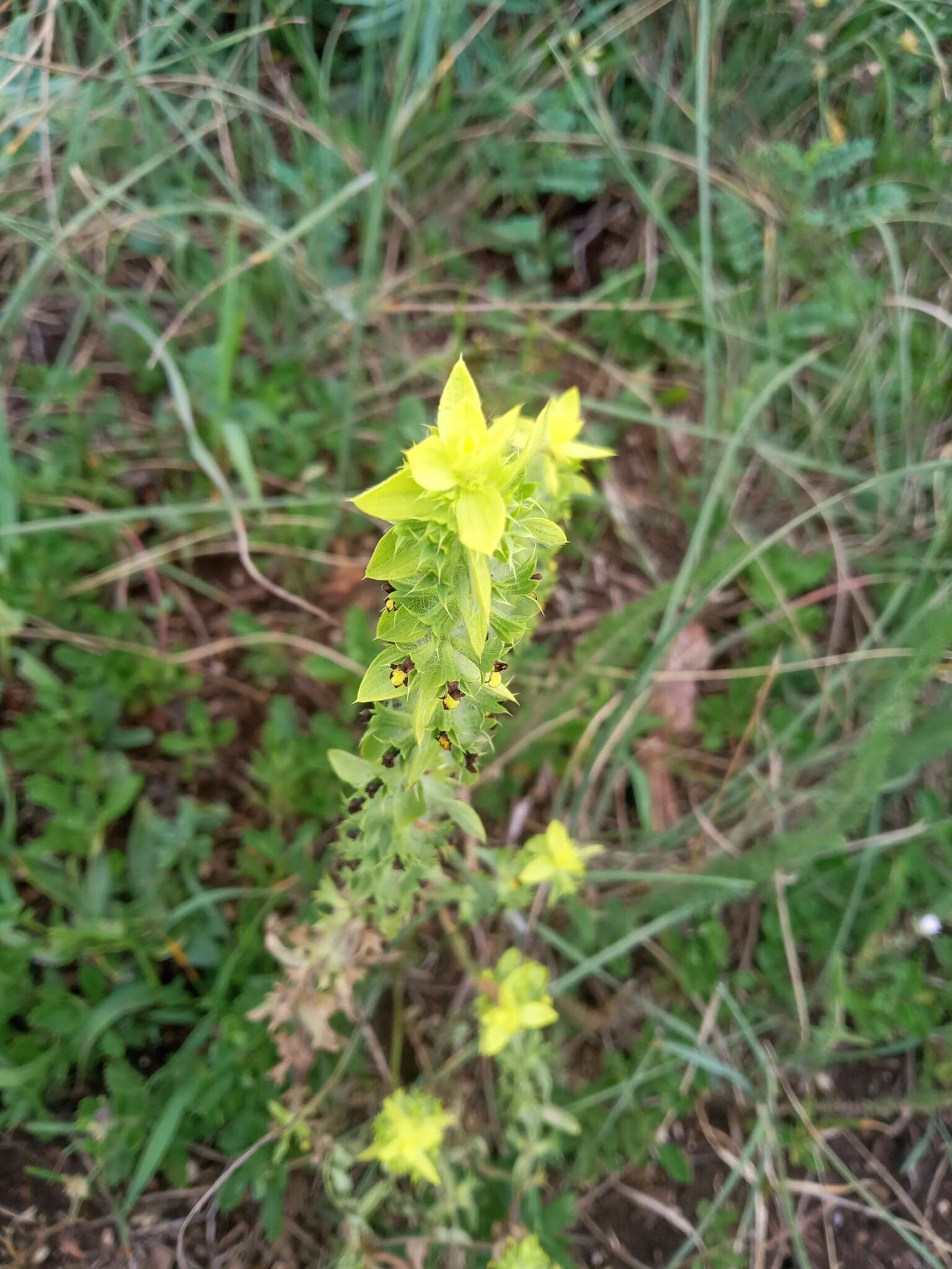 Image of Sideritis montana subsp. montana