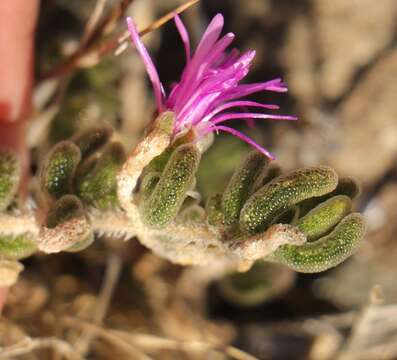 Image of Drosanthemum archeri L. Bol.